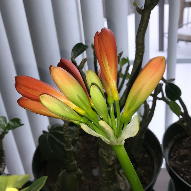  - Plante de interior 2019