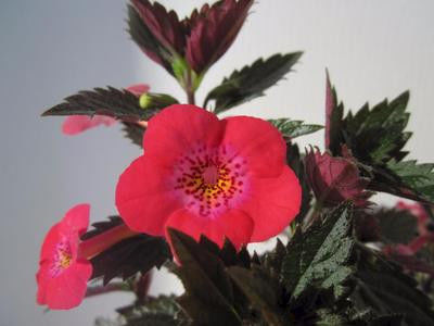 Fire Vortex - Achimenes