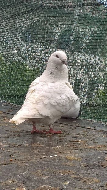 34394815_173618003329221_1068606713856262144_o - Porumbei vânduți