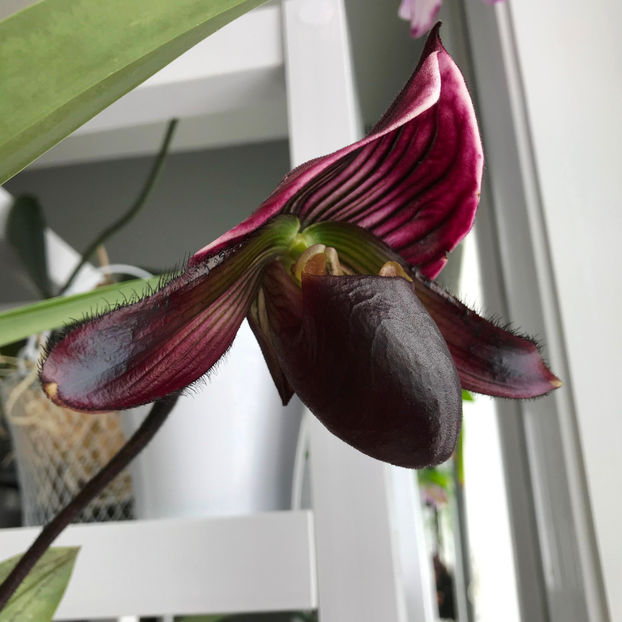  - Plante de interior 2019