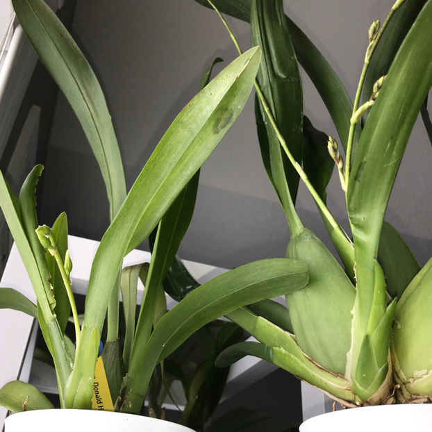  - Plante de interior 2019