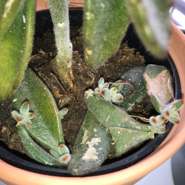  - Plante de interior 2019