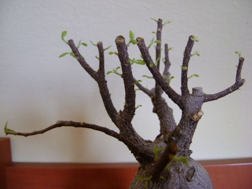 Ficus microcarpa cv. Ginseng - Bonsai si prebonsai 2018-2020