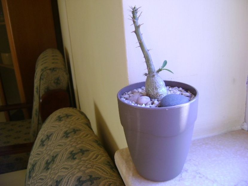 Pachypodium succulentum - Caudiciforme si bulbi 2019