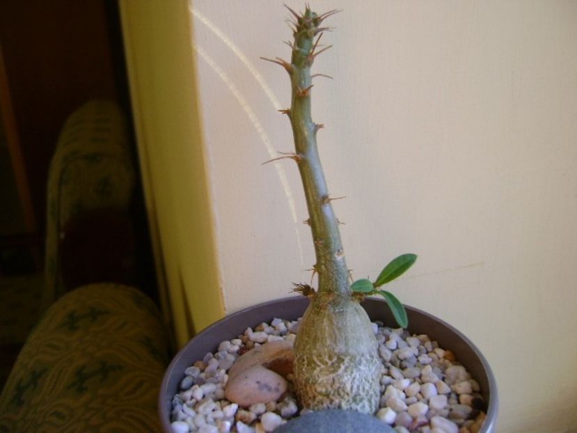 Pachypodium succulentum - Caudiciforme si bulbi 2019