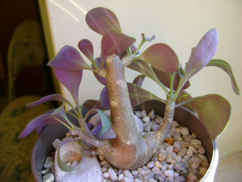 Winter grower: Othonna triplinervia - Caudiciforme si bulbi 2019