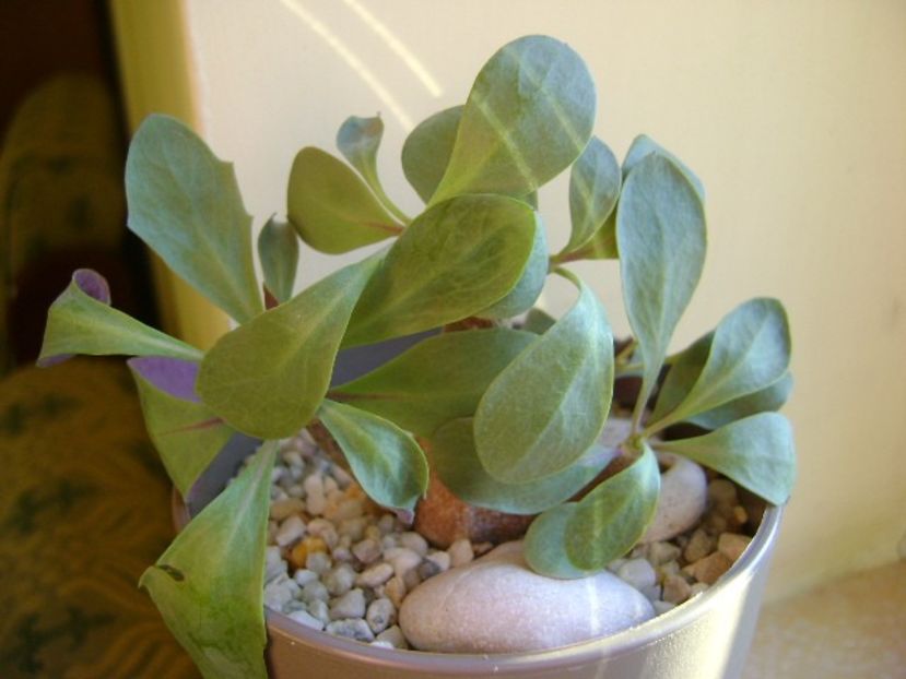 Winter grower: Othonna triplinervia - Caudiciforme si bulbi 2019