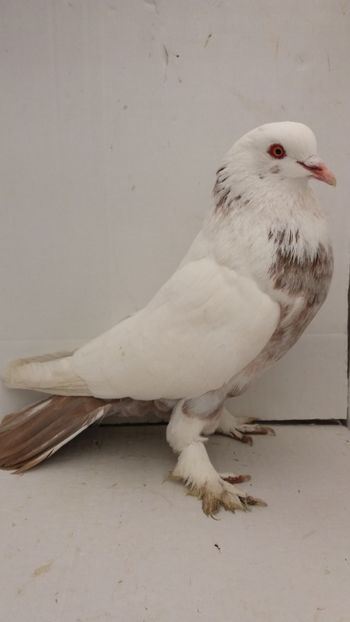 M 2018 - Por tapalagosi