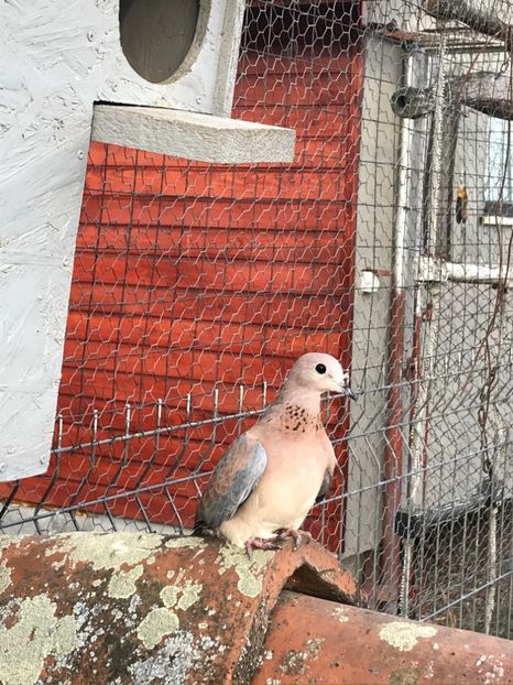 31B5D357-D1B6-47BF-98A5-3D5ECE25620A - Turturele senegal