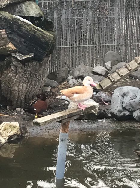 3082F559-EB7D-459D-A79E-9AADAF952C03 - Rate Micul Atlantic Galben