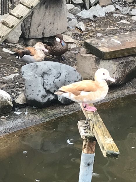 79610D79-CC2D-427D-BCCC-AD4636EF8C32 - Rate Micul Atlantic Galben