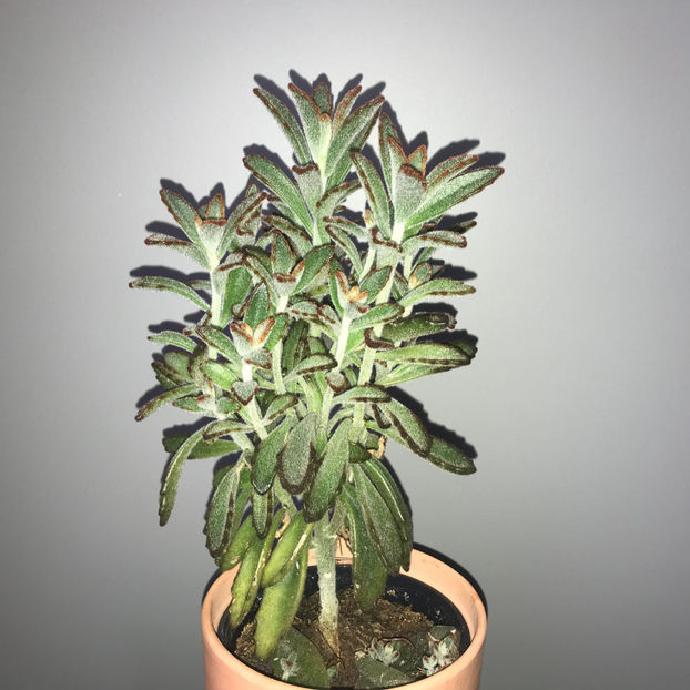  - Plante de interior 2019