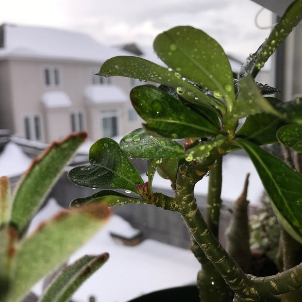  - Plante de interior 2019