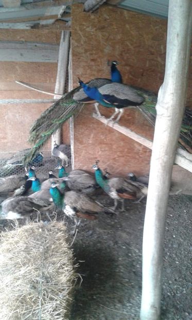 received_342705259907449 - P--Pauni Indian Blue