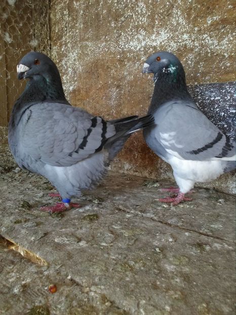  - Perechi Giant Homer 2019