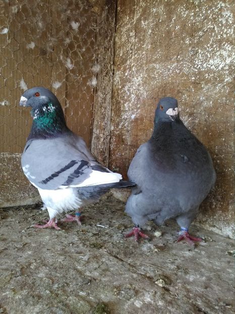  - Perechi Giant Homer 2019