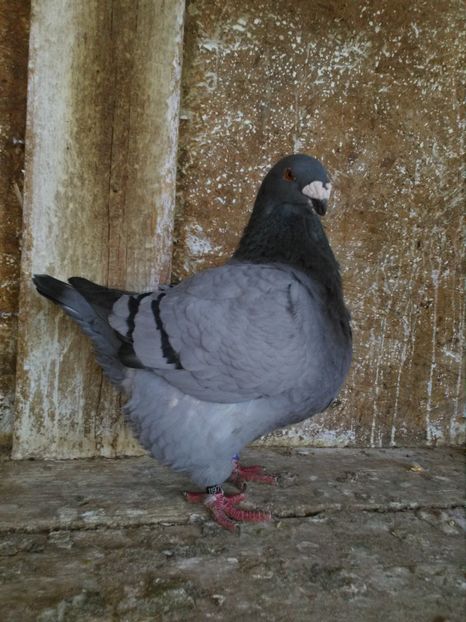 0-1 2016 - Perechi Giant Homer 2019