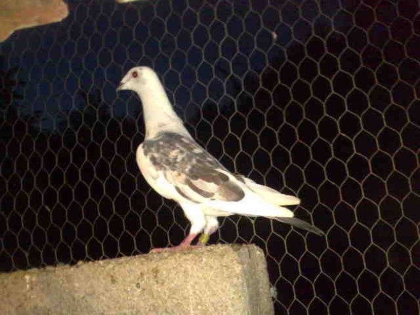 femela din poza nr 4 - 1 Porumbeii ce mi au fost furati-Ofer 100 de milioane recompensa