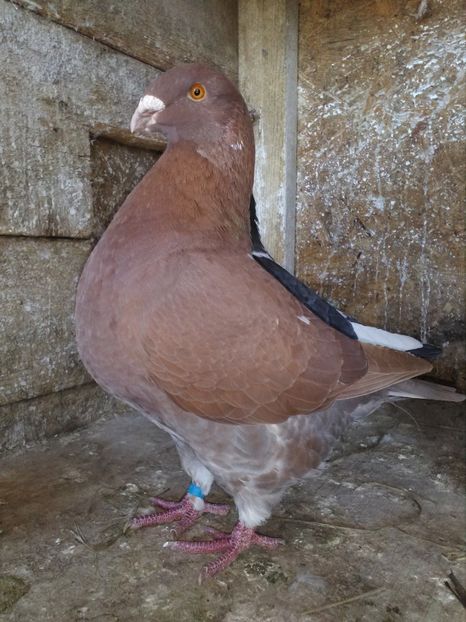 0-1 2018 - Perechi Giant Homer 2019