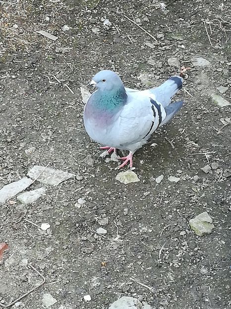  - Voiajori americani