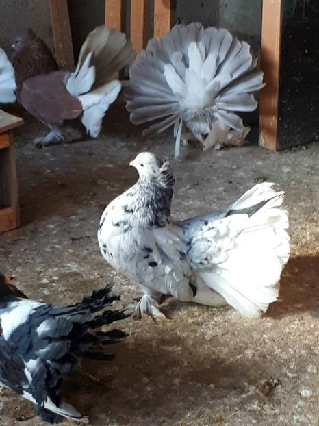  - Voltati indieni matca 2019