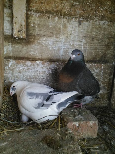 Perechea7 - Perechi Giant Homer 2019