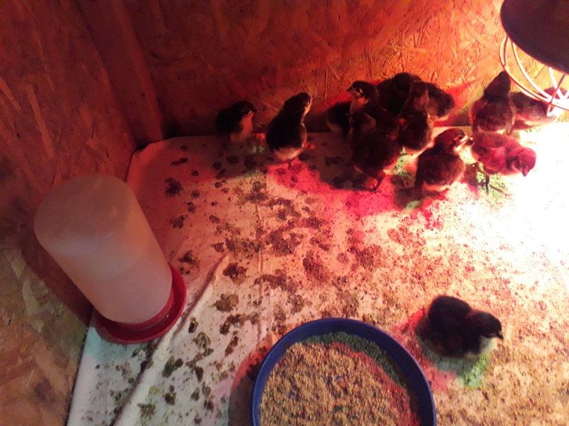 Pui 2019 - AUSTRALORP-2019