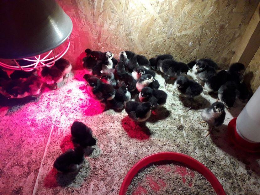 - AUSTRALORP-2019
