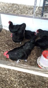 49285367_525064581652440_5540971883056332800_n - Copy - AUSTRALORP-2019