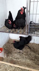  - AUSTRALORP-2019