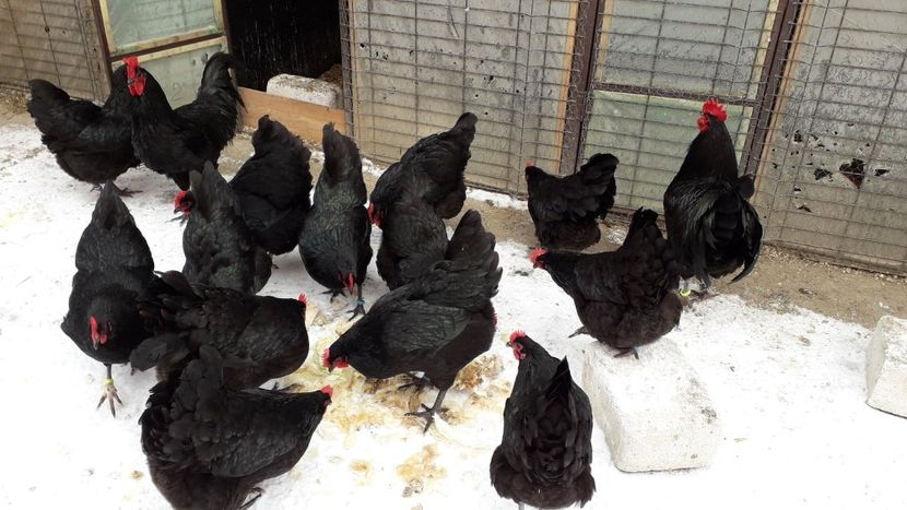  - AUSTRALORP-2019