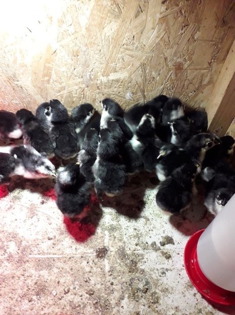  - AUSTRALORP-2019