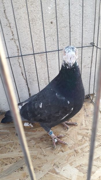  - Porumbei stil vechi