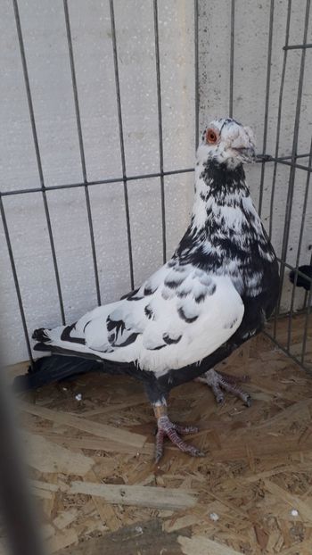  - Porumbei stil vechi