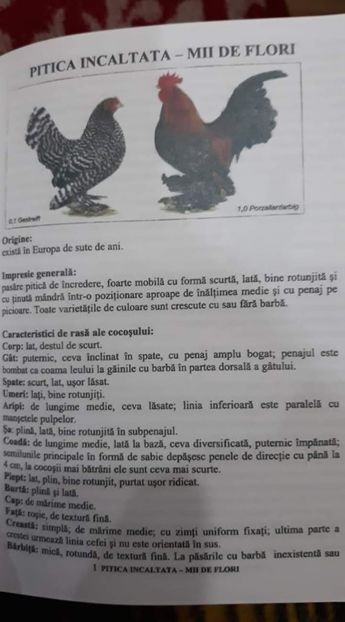  - Standard mi de flori
