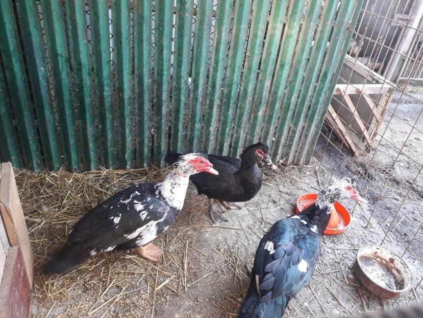 received_891916344307701 - altele