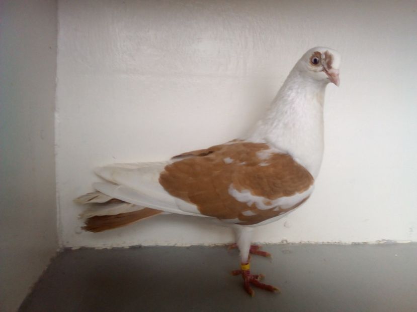  - PORUMBEI CARE MI AU APARTINUT