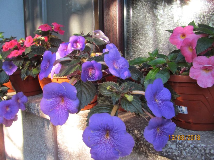  - ACHIMENES 2020 - VANZARI HIBRIZI