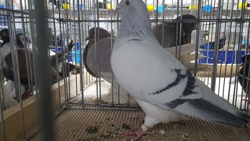  - 0 - Expozitie Județeană Otopeni 8-10 febr 2019