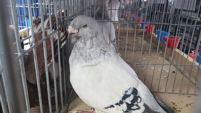  - 0 - Expozitie Județeană Otopeni 8-10 febr 2019