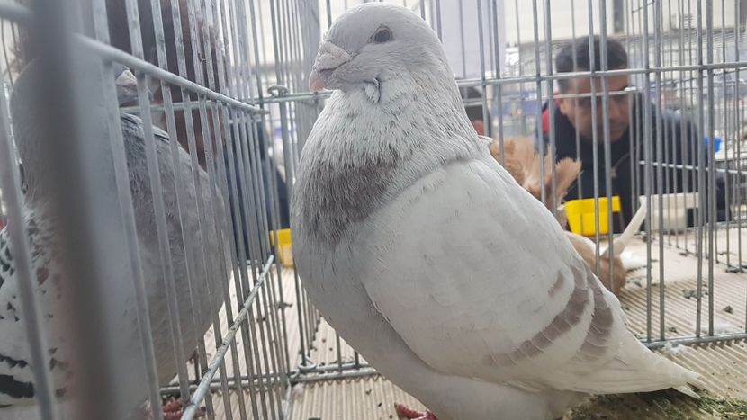  - 0 - Expozitie Județeană Otopeni 8-10 febr 2019