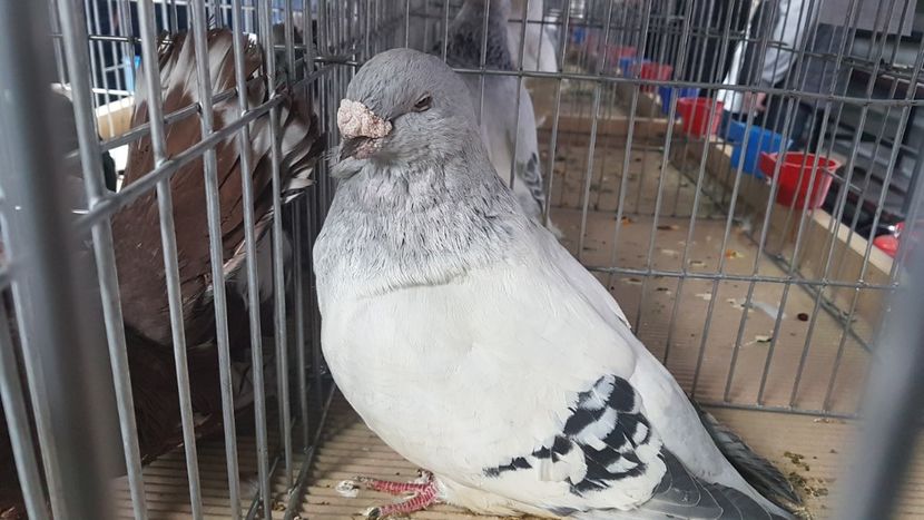  - 0 - Expozitie Județeană Otopeni 8-10 febr 2019