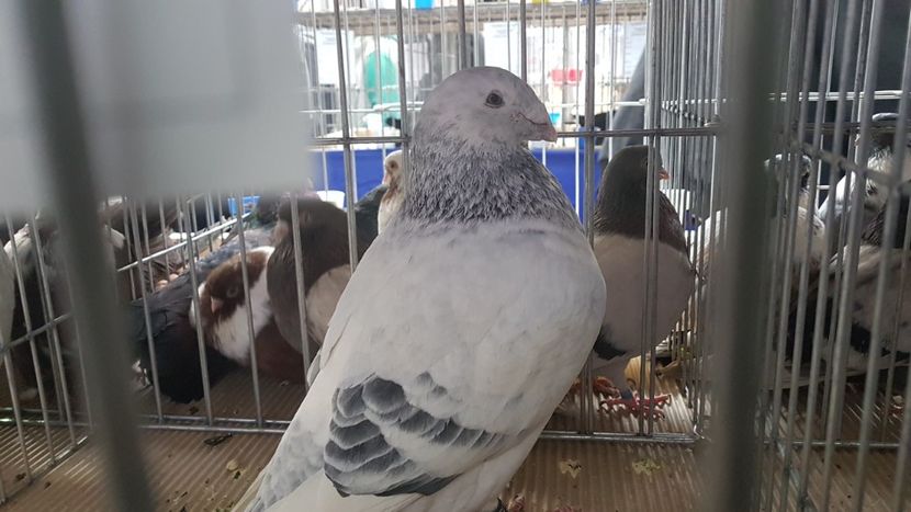  - 0 - Expozitie Județeană Otopeni 8-10 febr 2019