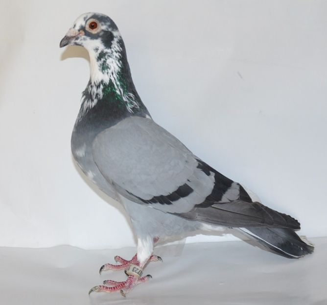 C2 M 2012 NORMA MARATON TINERET GENERAL TINERET - MATCA 2019