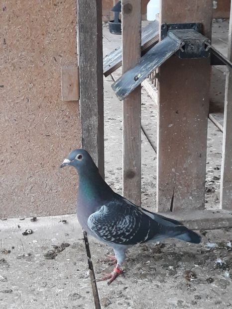 C3 F 2017 Malinche Iulian Nepoata din L 10 Nat Maraton Extrem 3 Ani - MATCA 2019