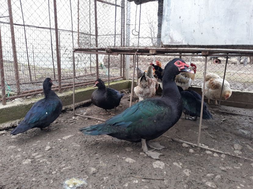  - Rate lesesti negre