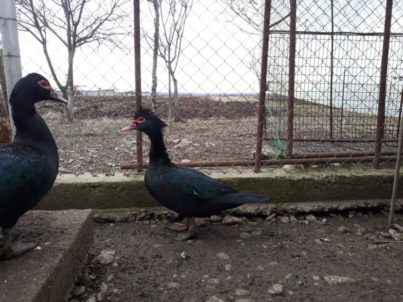  - Rate lesesti negre