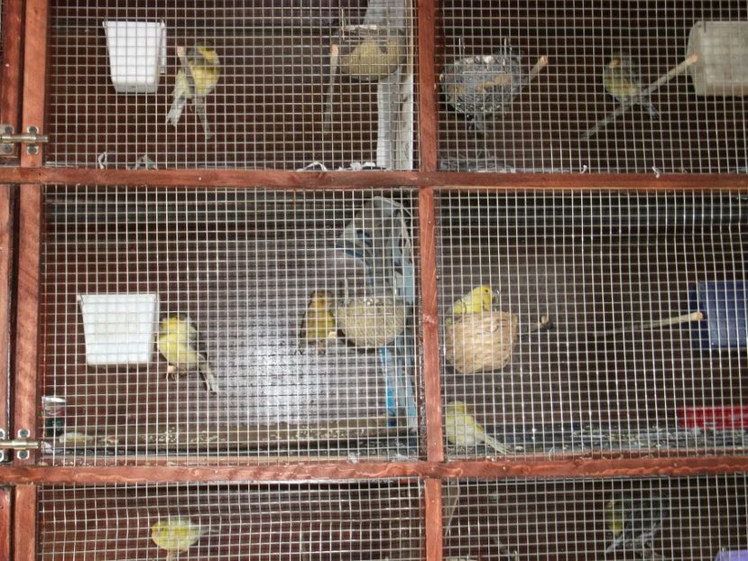  - CRESCATORIA MEA DE CANARI 2019