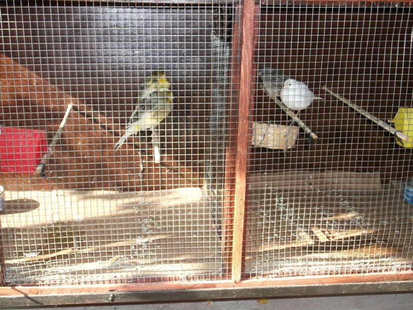  - CRESCATORIA MEA DE CANARI 2019