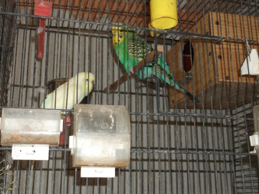 PERUSI STANDARD - CRESCATORIA MEA DE CANARI 2019